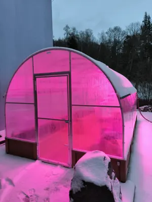 Silvestr: skleník svítí růžově do zasněžené zahrady.