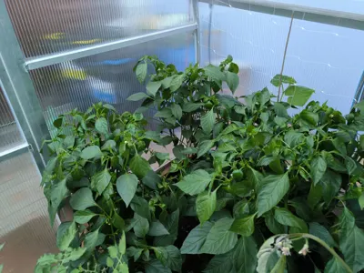 Paprika obsypaná plody.